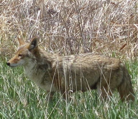 coyote in tall grasses
