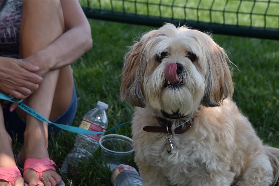 Dog on a leash sitting in grass near owners legs