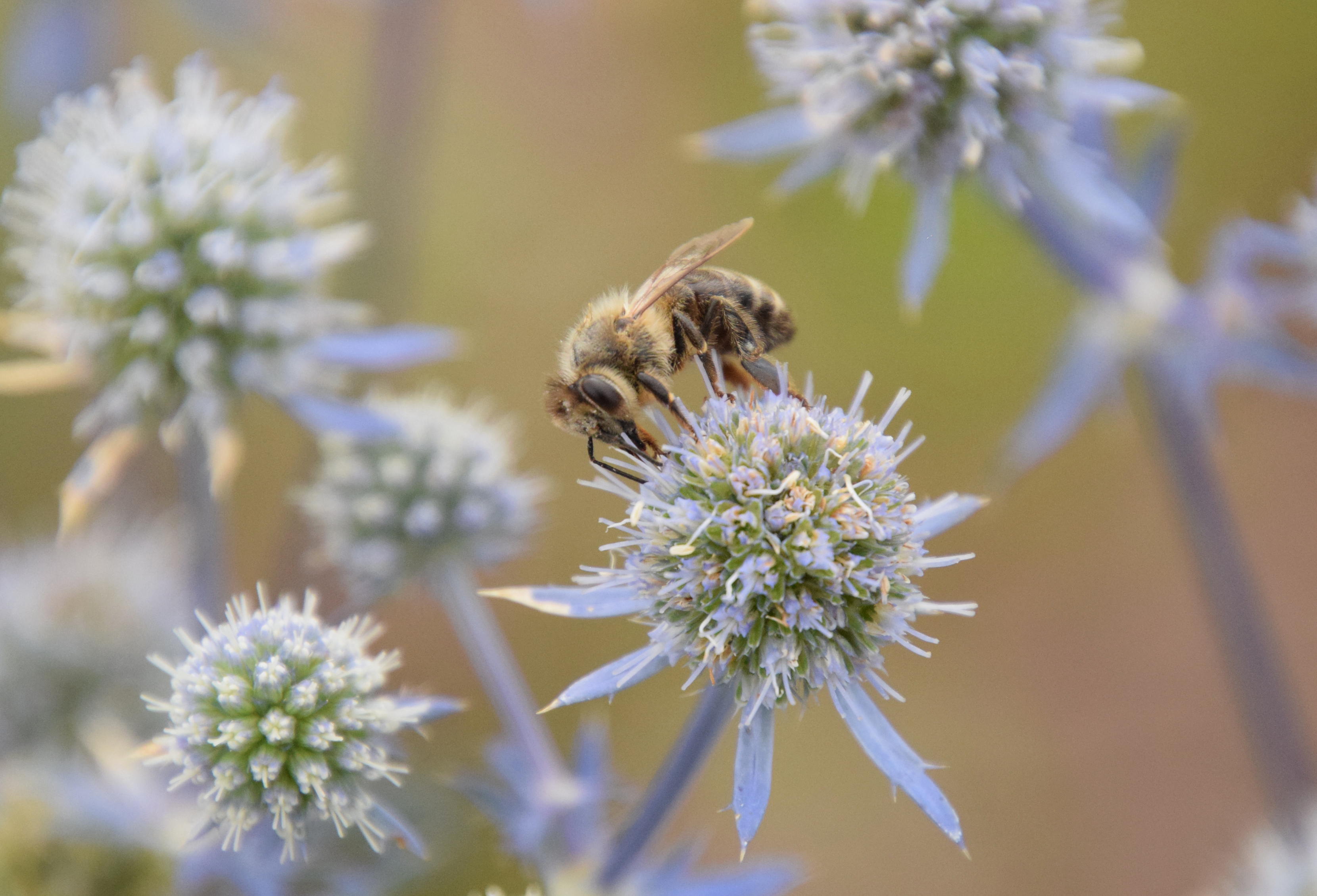 Beekeeping